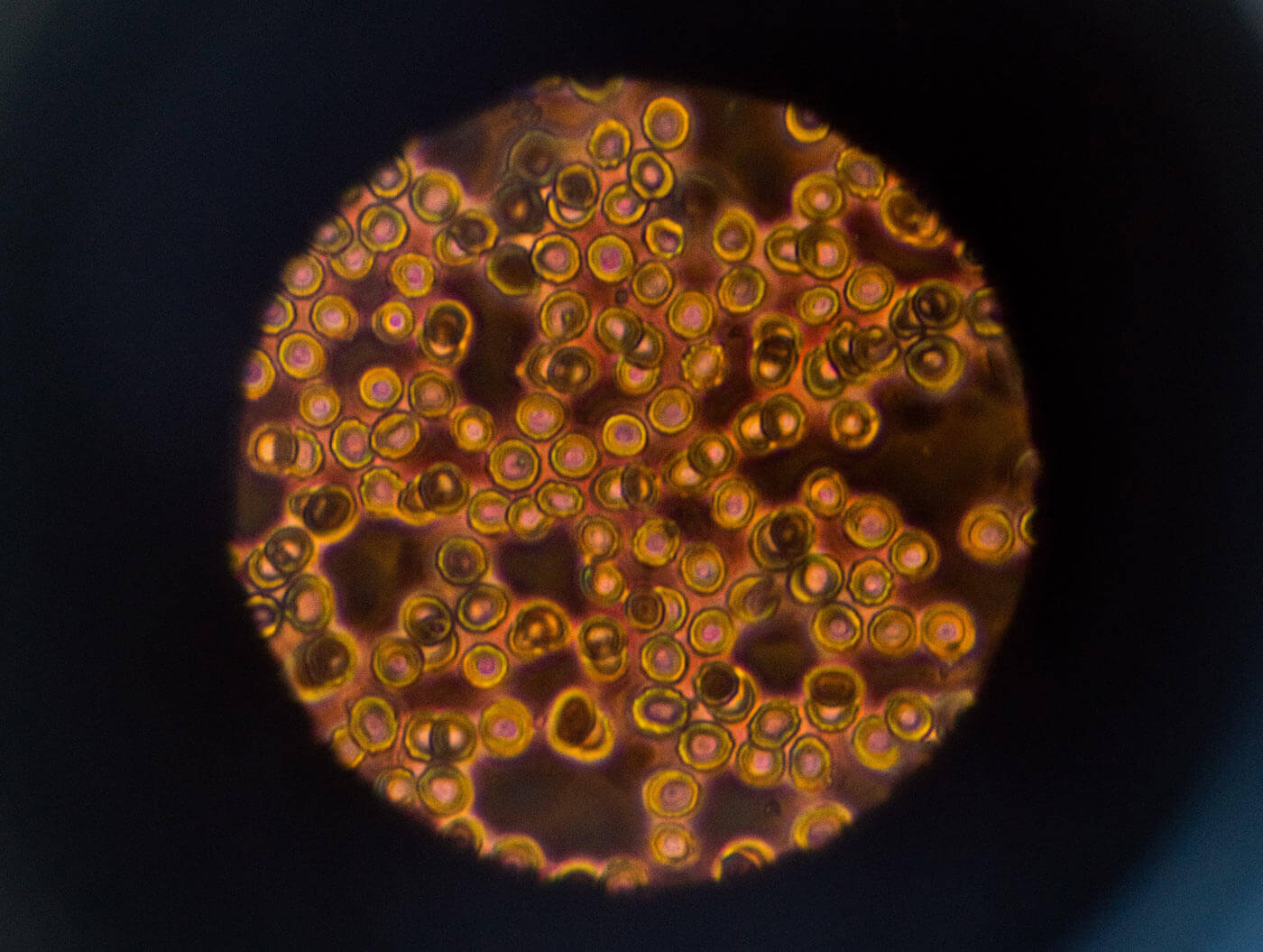 After scoring confirmed, should Taylor offer Catterall a rematch?